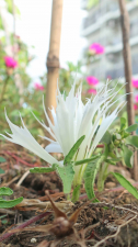 古典園芸植物