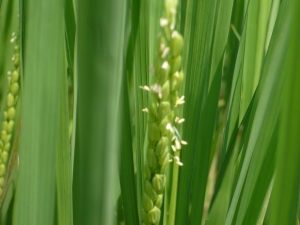 イネの花は清廉