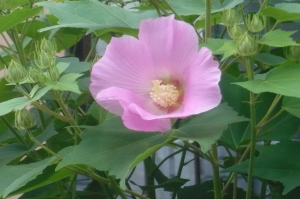 夏から秋へ一日花