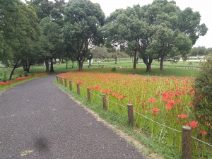 曼珠沙華