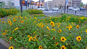 大きな花壇に咲く