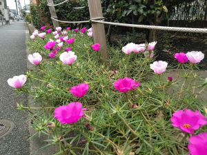 花いっぱいです(^_^)