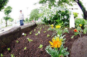 金町公園花壇の植え付け