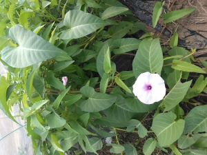 空芯菜の花