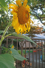 園児を見たり、見られたり・・・。