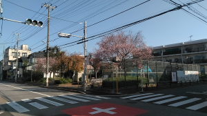 紅葉と桜