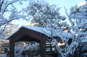 雪の花