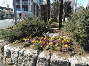 冬の花壇