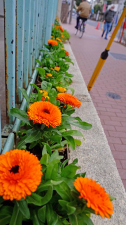 大きな花で