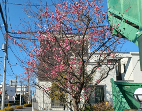 ピンクの花