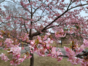 桜