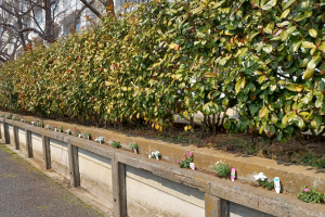 シレネ・花かんざし・イベリス