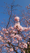 売店前の大寒桜