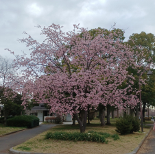 大寒桜