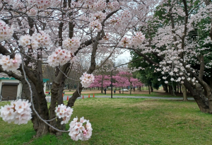 BBQ広場も満開