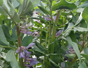 そらまめの花