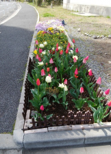 ✿花いっぱいの花壇✿