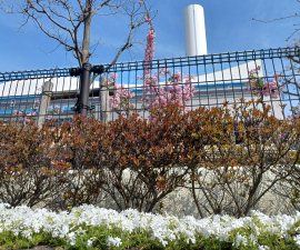 桜&芝桜