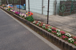 満開です♪