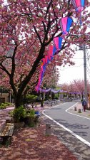 コロナ禍で、今年はやっと