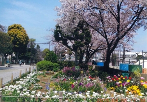 青戸平和公園花壇