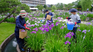 花がら摘みは欠かせない。