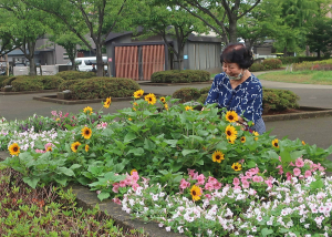 ５月末に植えた花苗が