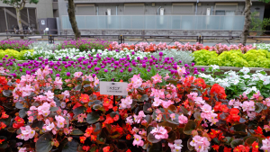 花は、静かに