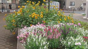 猛暑の中、花は元気です。