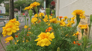 通勤路には元気な