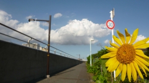 夏の最終美。