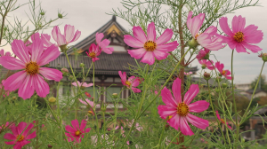 今年もいっぱい咲いた。