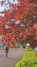 春は花、秋は紅葉の