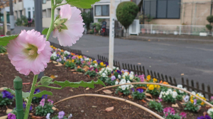 夏に咲く花