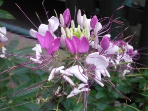 街道沿い柴又の花めぐり(3)