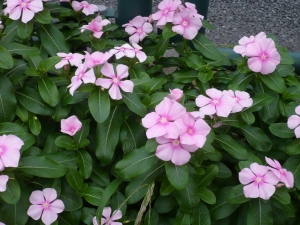 街道沿い柴又の花めぐり(5)