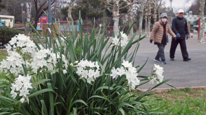 欠かせないのは公園の花。