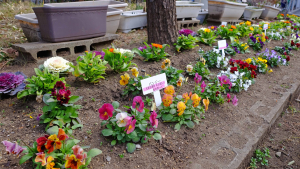 花壇の花から「愛」が・・・。