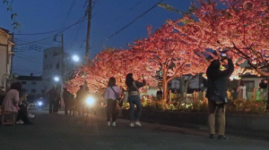 「河津桜」、ライトアップ。