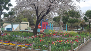 「山桜」が咲いたら、