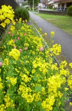 春の花壇