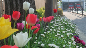 花で「フレー、フレー！」