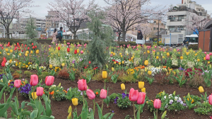 お花見は・・・。