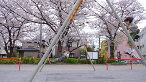 「桜」が咲いた。