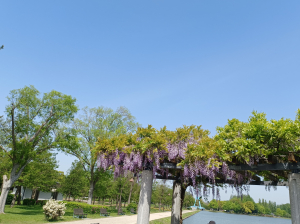 藤の花