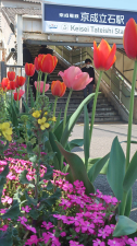 いつもの駅で、花が挨拶・・・。