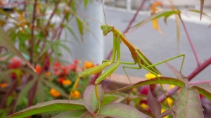 「カマキリ」君！