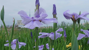 開花状況：3年目の菖蒲田をズームイン