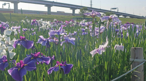 「花菖蒲」開花状況