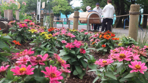 １２日（月）、花植えしました。